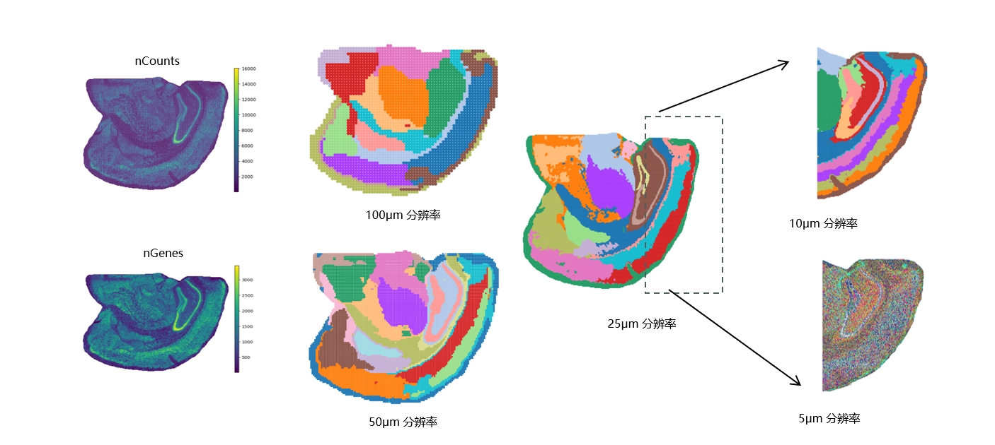 空间转录组学展示图1-2.jpg