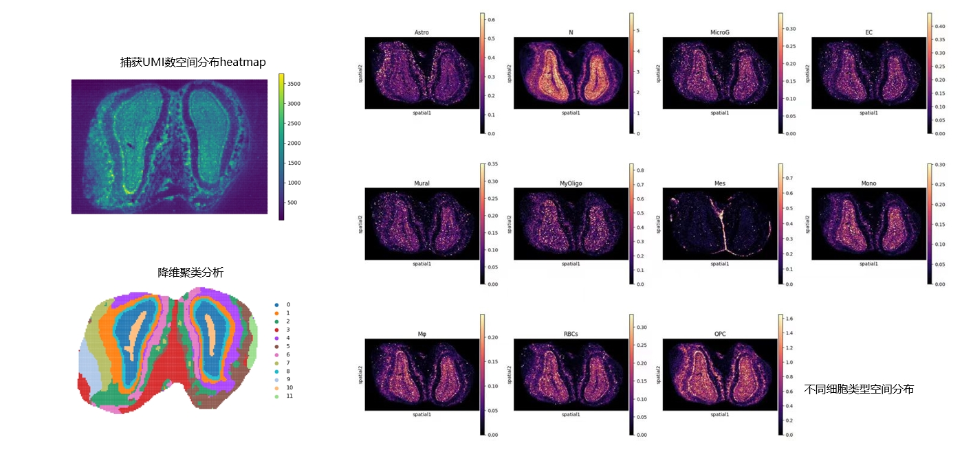 空间转录组学展示图4-1.jpg